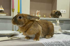 Фотосессия с кроликами