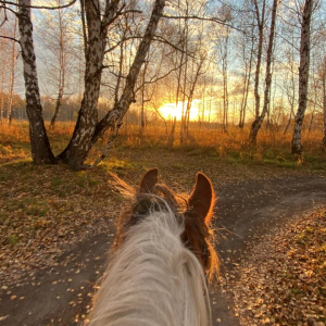 Прогулки верхом осенью в Новосибирске